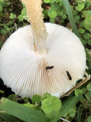 Saproamanita nauseosa