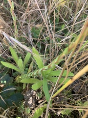 Petrosedum forsterianum