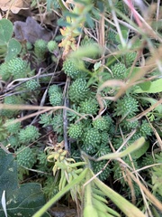 Petrosedum forsterianum