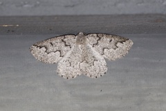 Sabulodes packardata