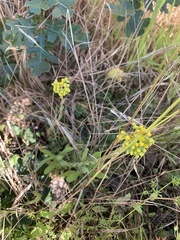 Petrosedum forsterianum