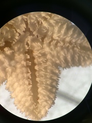 Aquilonastra