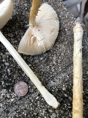 Saproamanita nauseosa