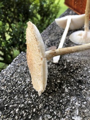 Saproamanita nauseosa