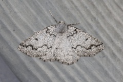 Sabulodes packardata