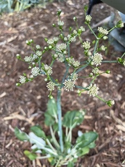 Eriogonum grande