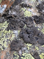 Umbilicaria proboscidea