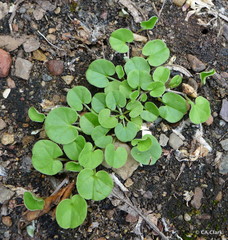Dichondra donelliana