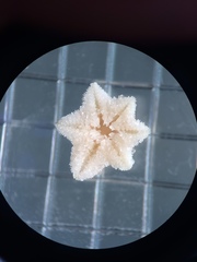 Aquilonastra