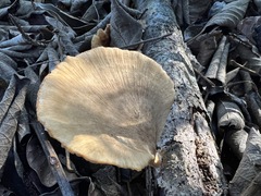 Favolus fuscolineatus