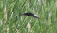 Xanthocephalus xanthocephalus