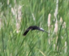 Xanthocephalus xanthocephalus