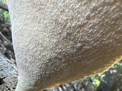 Favolus fuscolineatus