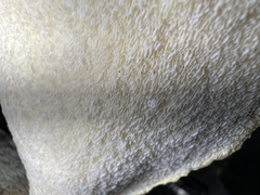 Favolus fuscolineatus