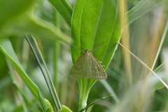 Udea lutealis