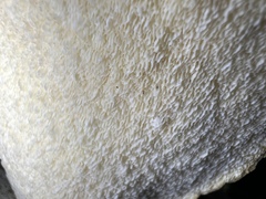 Favolus fuscolineatus