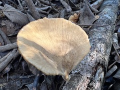 Favolus fuscolineatus