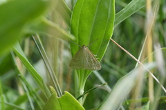 Udea lutealis