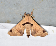 Apatelodes pandarioides