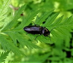 Selatosomus aeneus