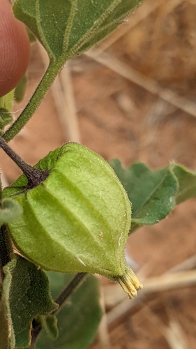Image of Physalis hederifolia by (c) Darrin Gobble, some rights reserved (CC BY)