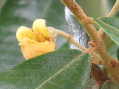 Anastrabe integerrima