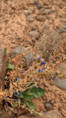 Penstemon humilis obtusifolius