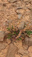 Penstemon humilis obtusifolius