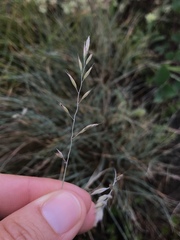 Festuca valesiaca