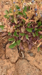 Penstemon humilis obtusifolius