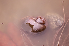 Pomaceinae