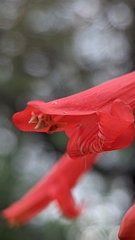 Penstemon barbatus torreyi