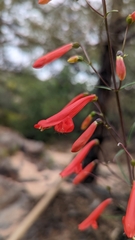 Penstemon barbatus torreyi