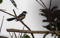 Rhipidura nigritorquis