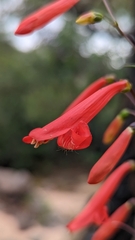 Penstemon barbatus torreyi