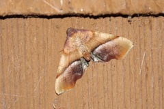 Plagodis phlogosaria