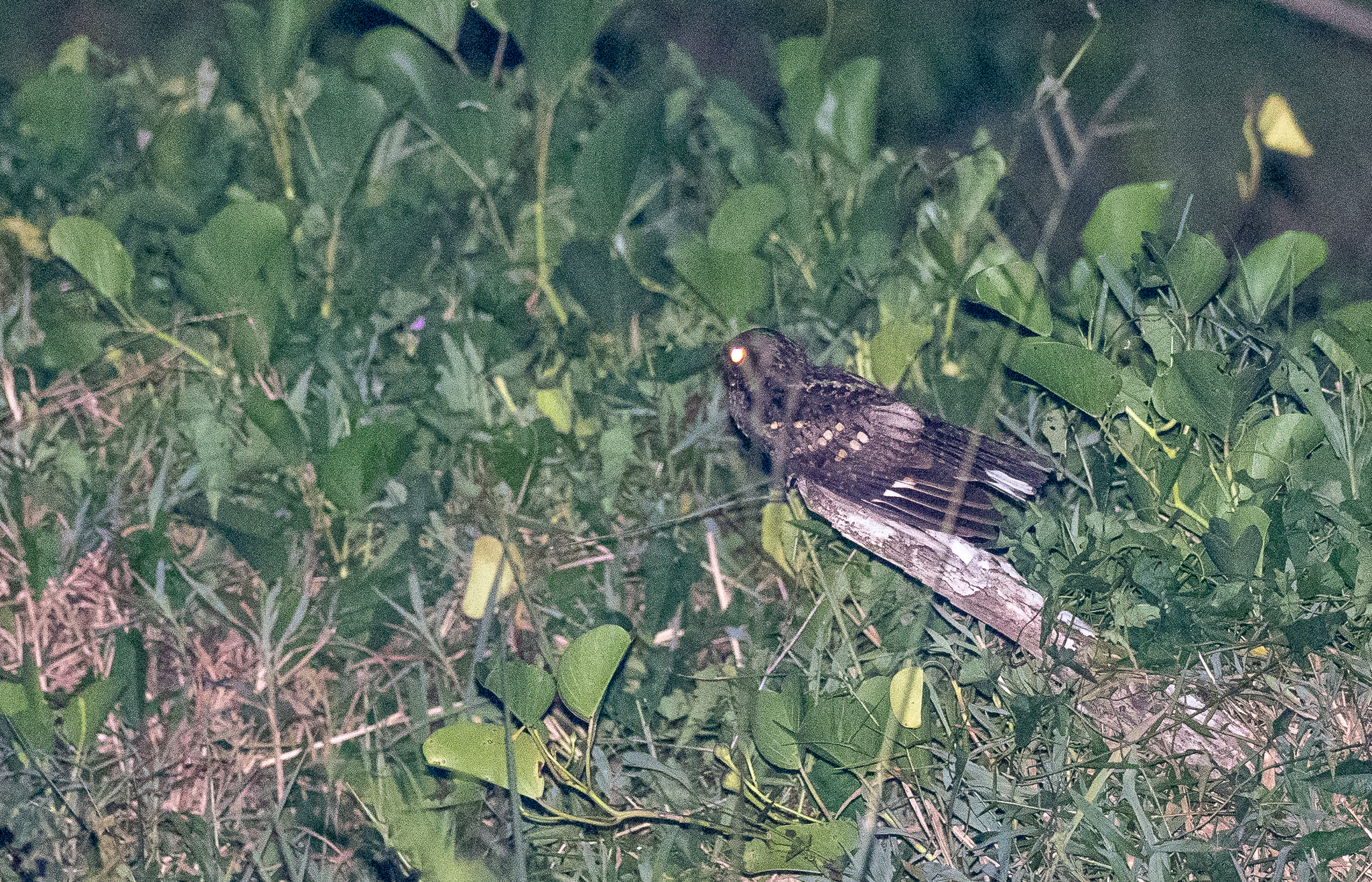 Philippine Nightjar (Caprimulgus manillensis), photo 7