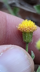 Perityle tenella