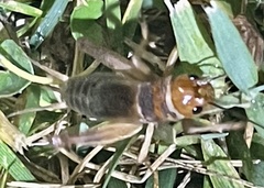 Anurogryllus arboreus