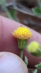 Perityle tenella