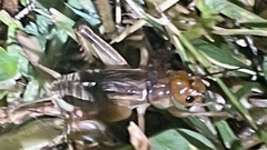 Anurogryllus arboreus