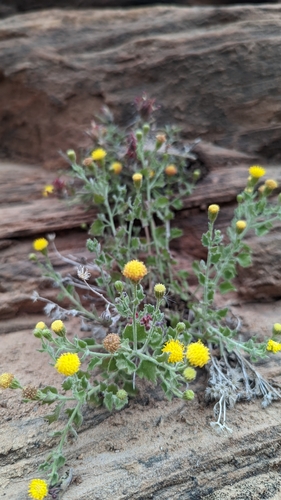 Image of Laphamia palmeri by (c) Darrin Gobble, some rights reserved (CC BY)