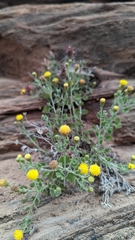 Perityle tenella