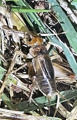 Anurogryllus arboreus