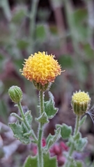 Perityle tenella