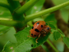 Podontia affinis