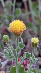 Perityle tenella