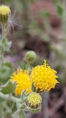 Perityle tenella