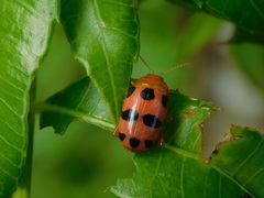 Podontia affinis