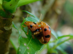 Podontia affinis